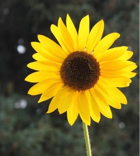 A Sunflower.