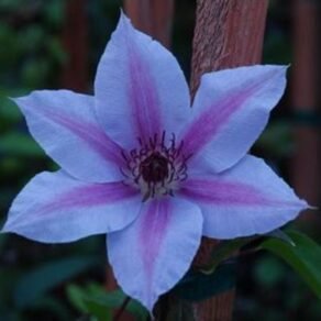 Clematis Nelly Moser.