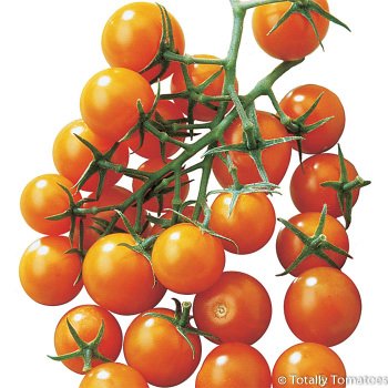 Sunsugar Hybrid Tomato.