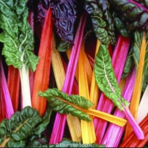 Swiss Chard, Bright Lights.