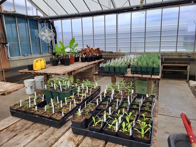 Seedlings in the greenhouse.