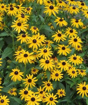 Clump of Black Eyed Susan flowers.