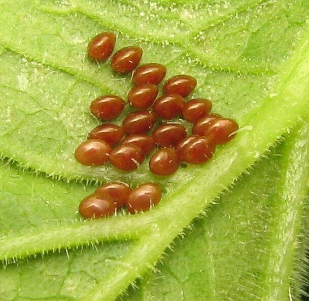 squash bug eggs on underside of leaf.