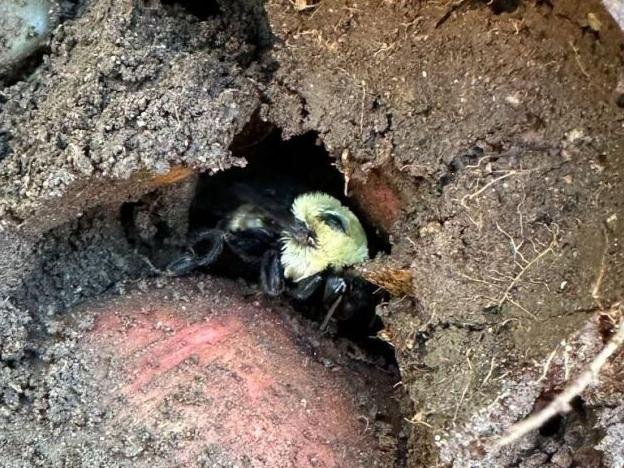 Bumble bee in underground home