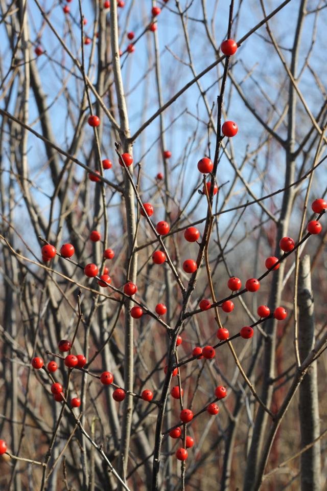 Winterberry holly.