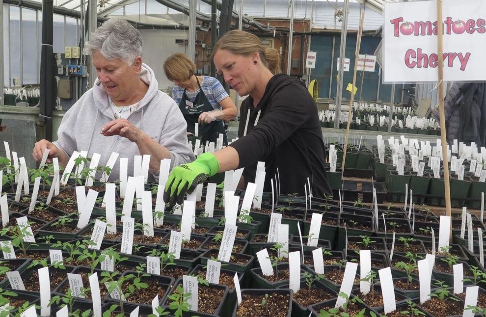 Master Gardeners tending plant starts in the greenhouse.