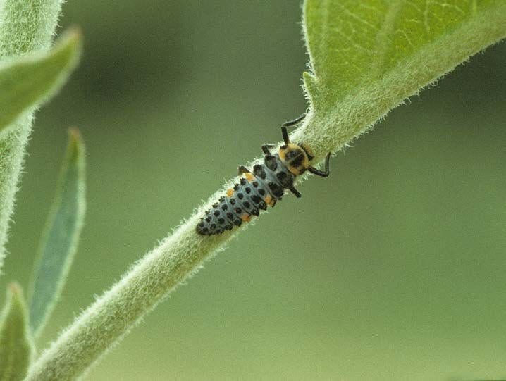lady beetle larva on leaf stem
