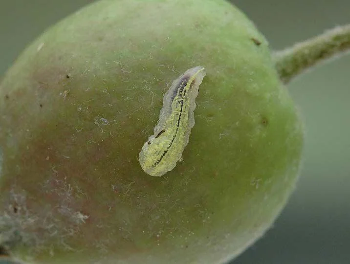syrphid fly larva on fruit
