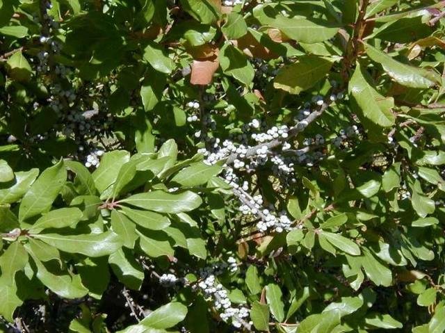 Northern bayberry berries