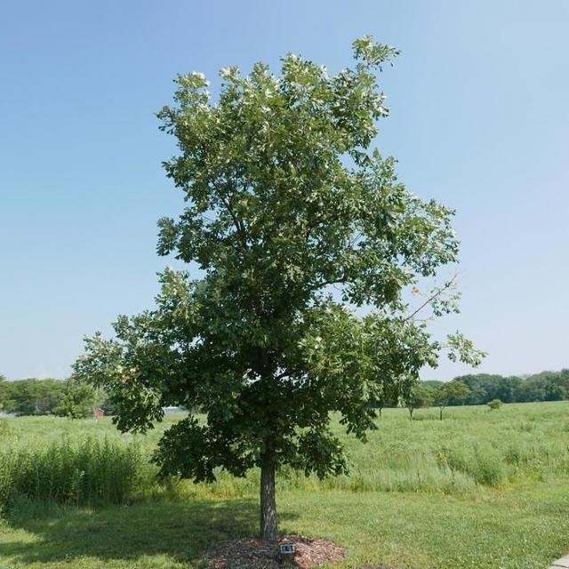 Bur-gambel Oak