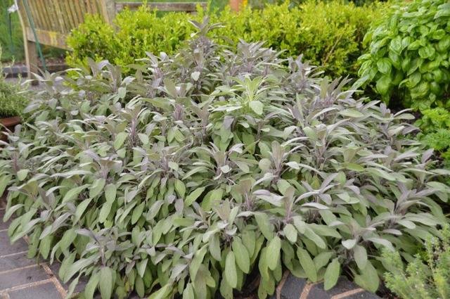 Purple sage plant.