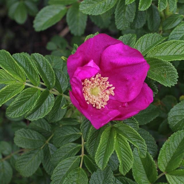 rosa rugosa, beach-rose