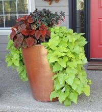 Annuals in a tall container.