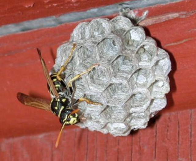 European paper wasp queen and nest.