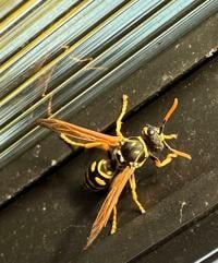 European paper wasp.