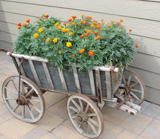 Marigolds in an small antique wooden wagon.