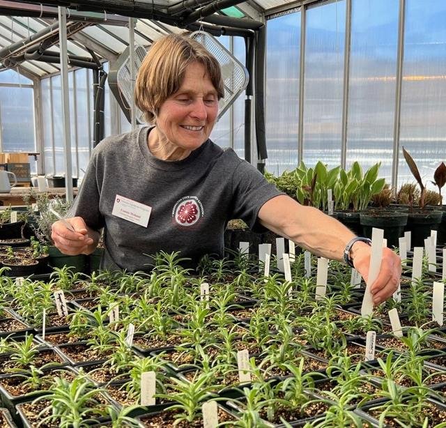 Master Gardener working young plants in the greenhouse.