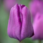 Purple Saigon tulip