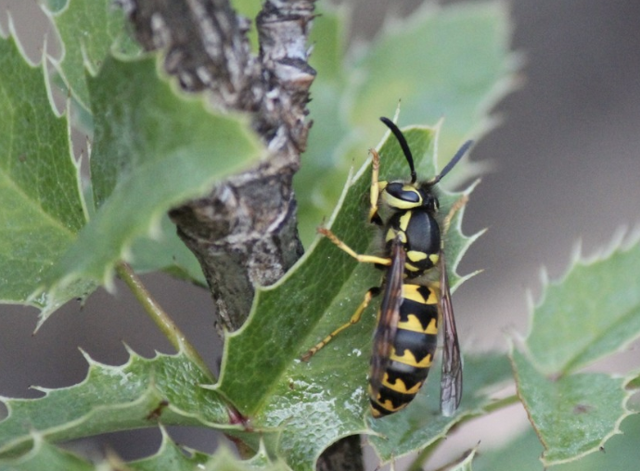 Western Yellowjacket on Oregon grape (Berberis aquifolium) leaf.