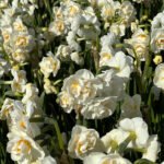 garden of creamy white and yellow double daffodils.