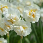 close up of creamy white and yellow double daffodil.