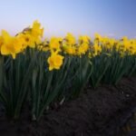 Row if yellow Trumpet daffodils.