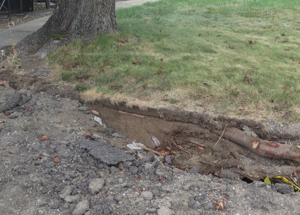 Tree roots exposed by construction.