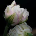 Two Finola tulips on dark background.