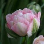 Another pink Finola tulip showing green on outer petal.