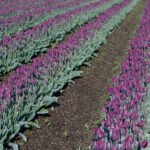 Rows of purple Saigon tulips.