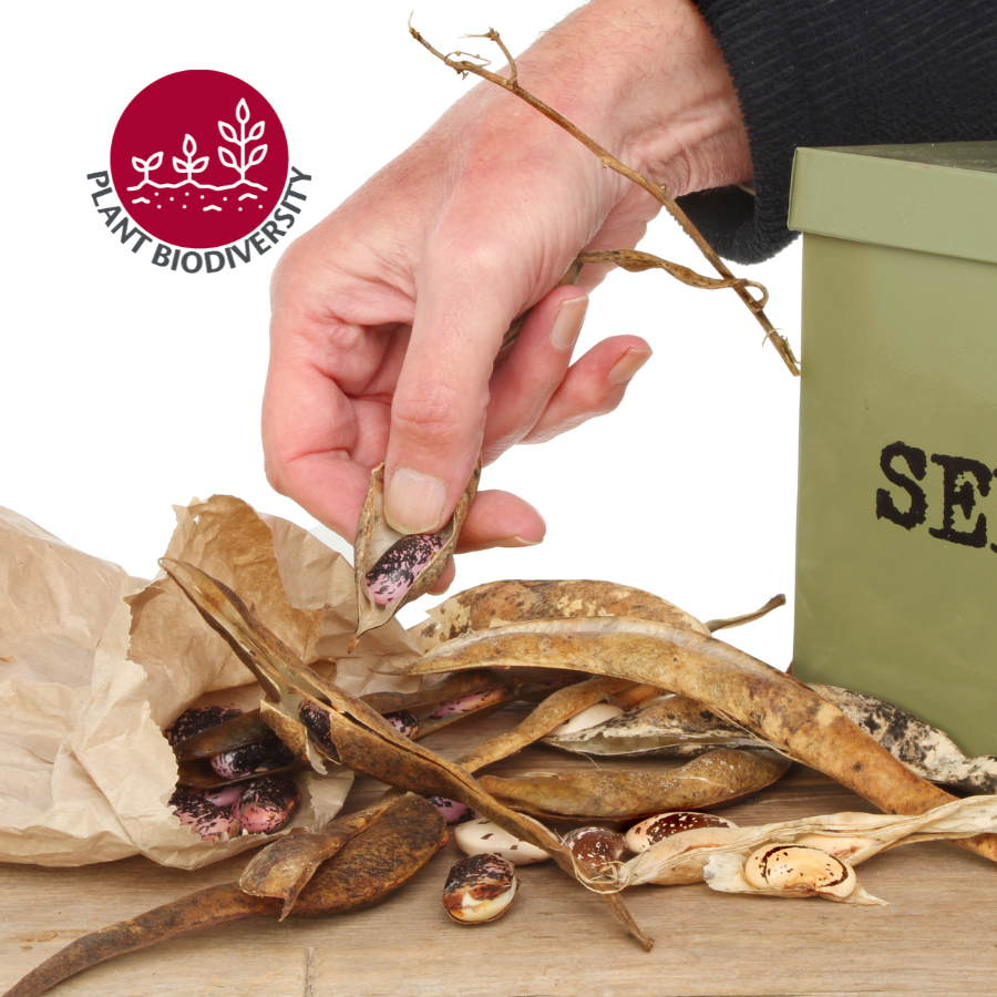 Person sorting bean seeds.