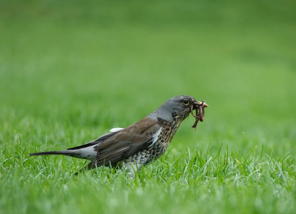 bird eating worm in a lawn.