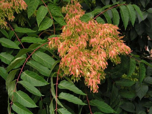 tree of heaven flower.