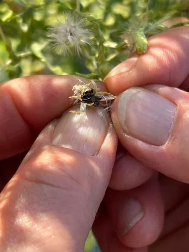 Holding lettuce seed between finger tips.