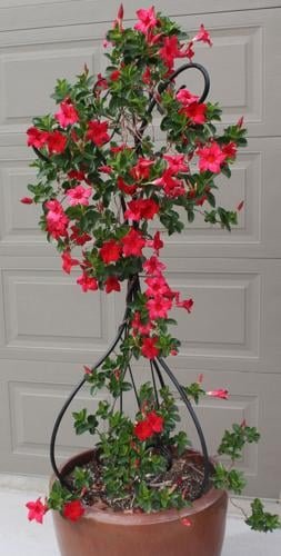 Tall Red Mandevilla in planter.