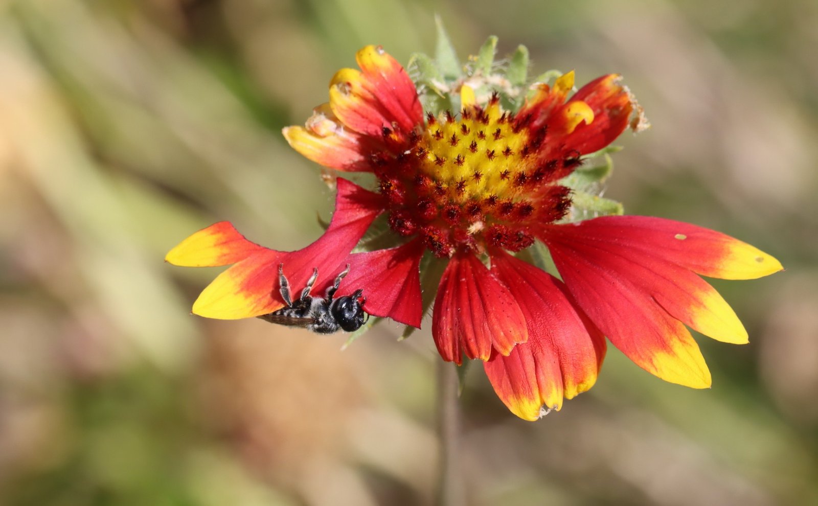 Bee on a flower.