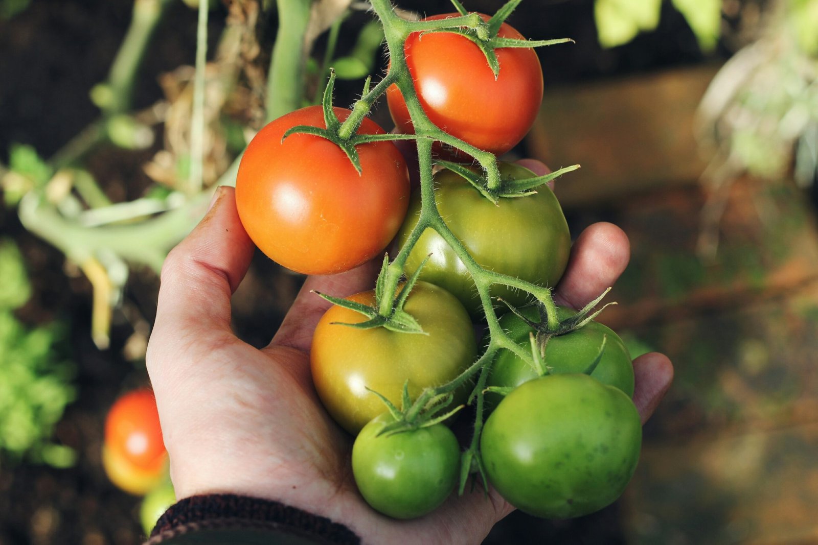 holding green and red tomatoes.