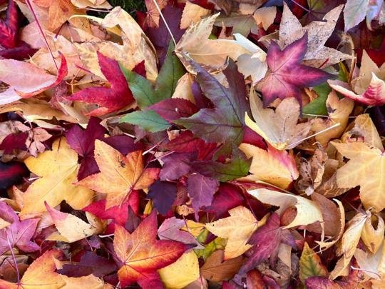 pile of colorful leaves