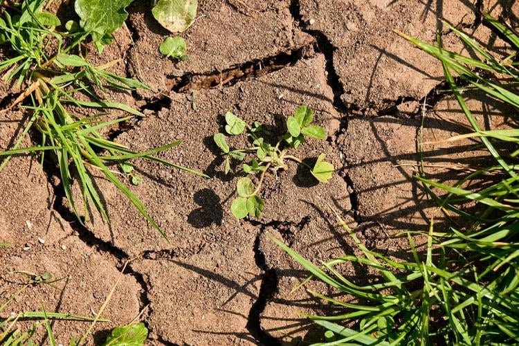 Weeds on cracked, parched soil.