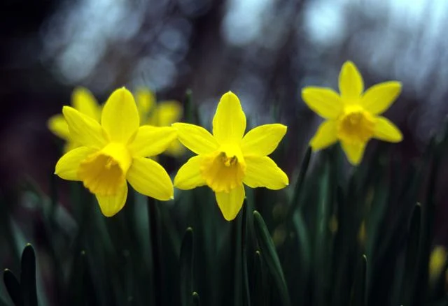 Daffodils