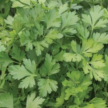 Green and red Baron bell pepper