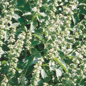 Green and red Baron bell pepper