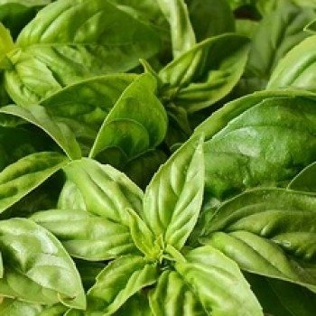 Green and red Baron bell pepper