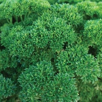 Green and red Baron bell pepper
