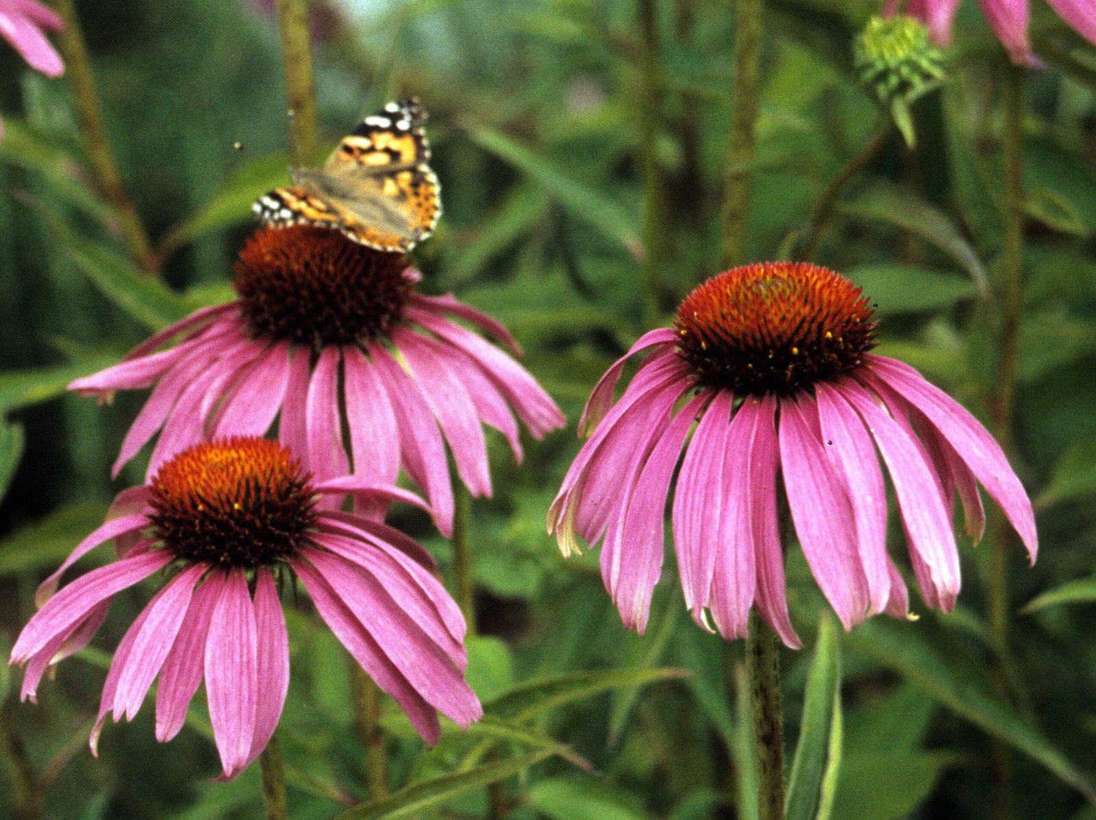Painted lady butterfly on coneflower.