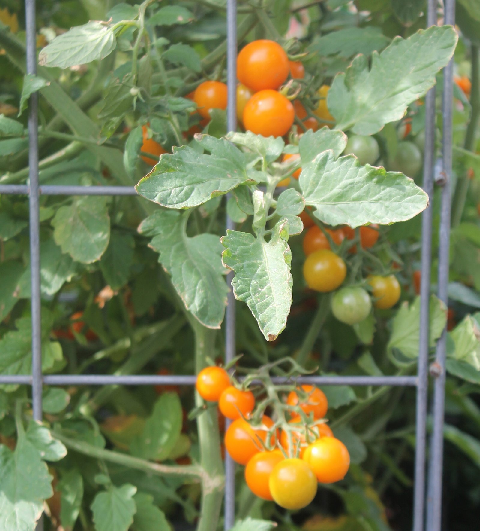 Cherry tomatoes in a tomato cage.