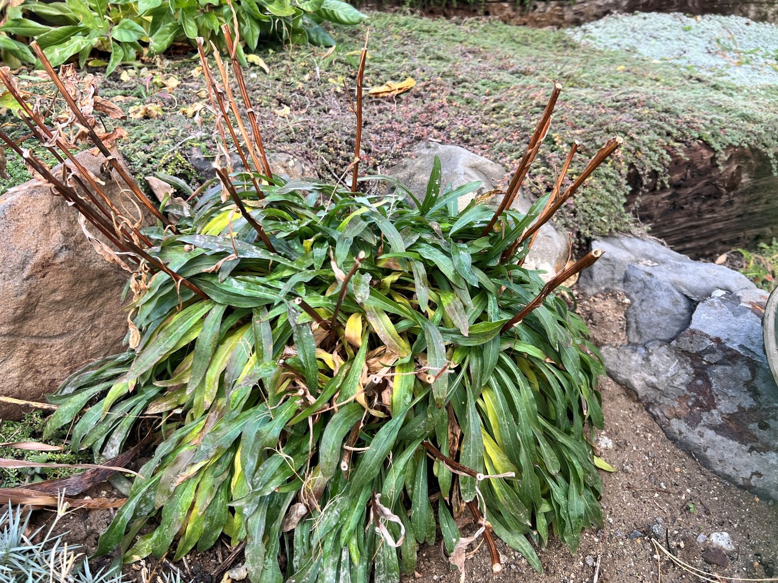 Hollow stems of a lily