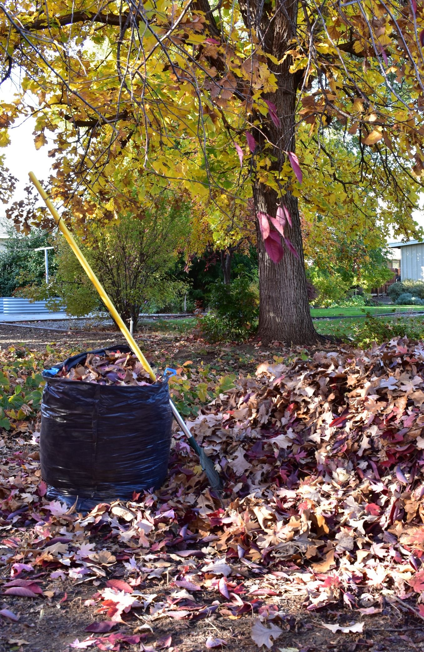 A rake and bag of leaves next to leaf pile in front of a tree