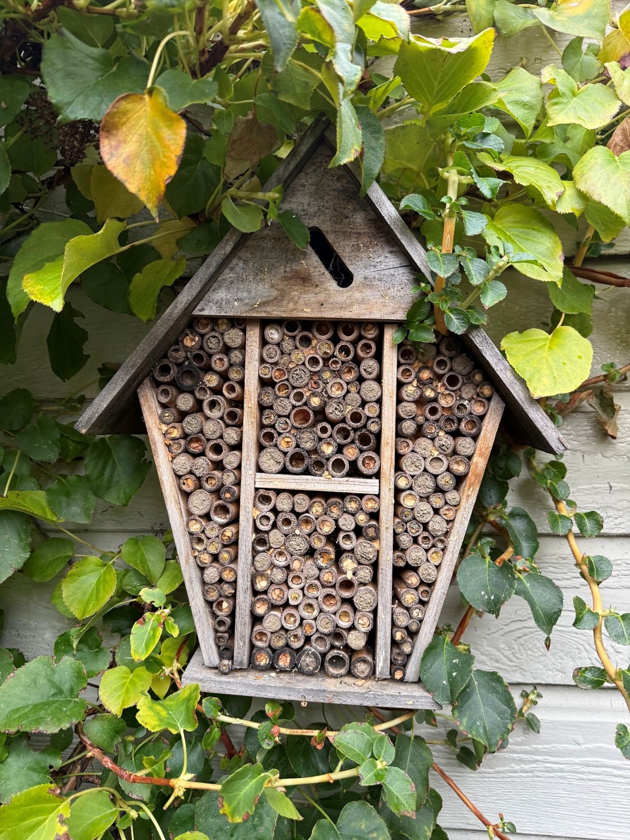 Mason Bee Hotel