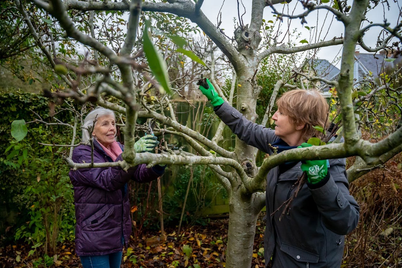 Two women pruning a fruit tree.